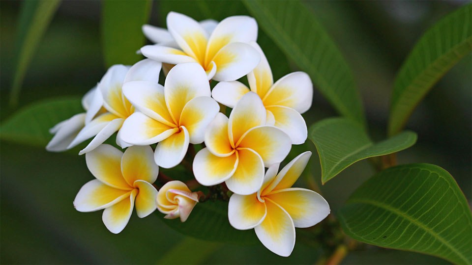 Frangipani I, Plumeria spec., Apocynaceae, at the Caudan Waterfront, Port Louis / MU