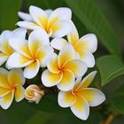 Frangipani I, Plumeria spec., Apocynaceae, at the Caudan Waterfront, Port Louis / MU