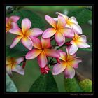 Frangipani I, Plumeria spec., Apocynaceae, Botanical Garden IV, Singapore / SG