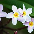 Frangipani II, Plumeria spec., Apocynaceae, at the Caudan Waterfront, Port Louis / MU