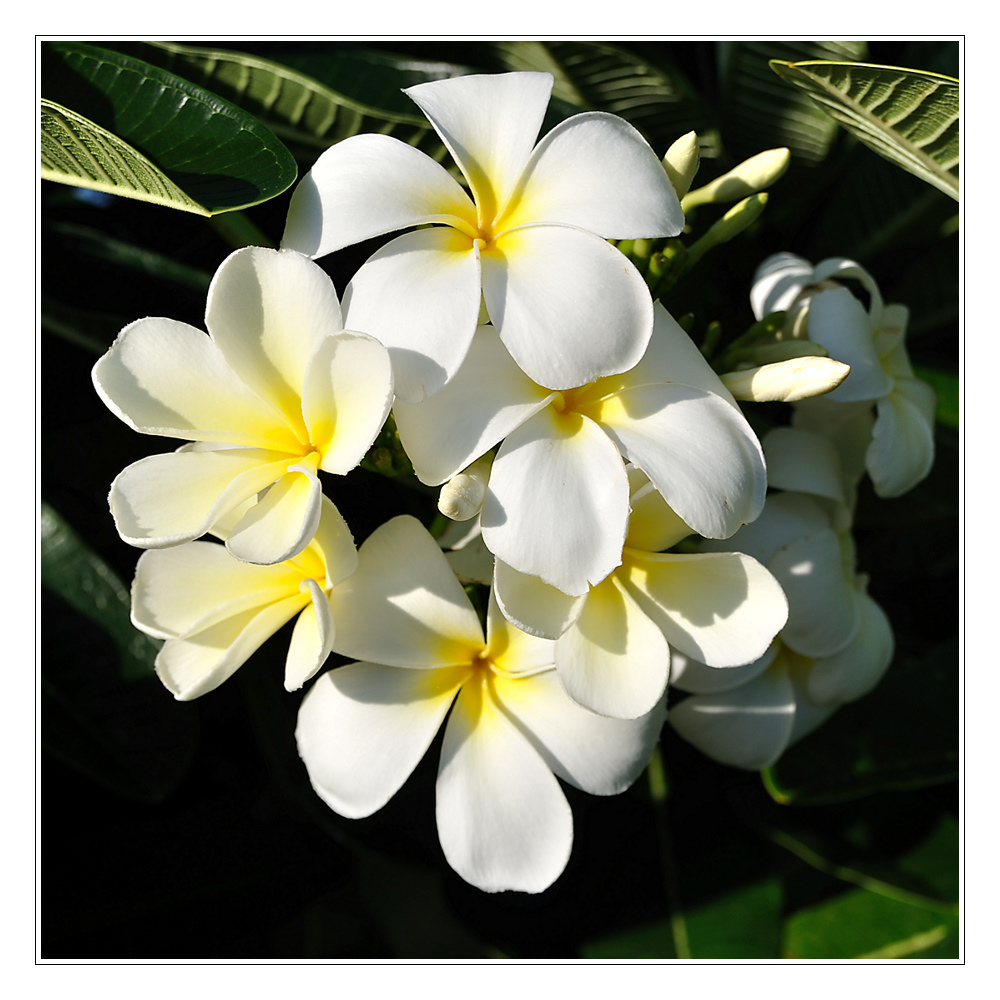 Frangipani im Abendlicht