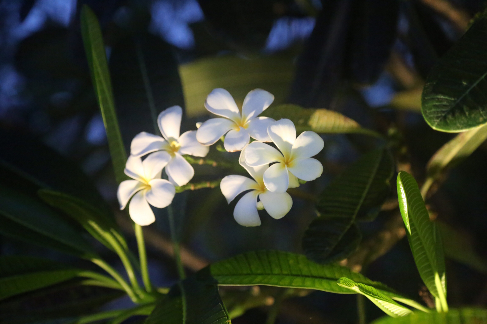 Frangipani im Licht