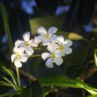 Frangipani im Licht