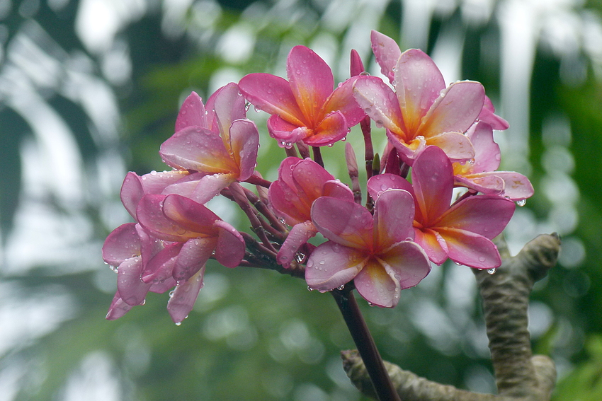 ...Frangipani im Regen...