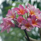 ...Frangipani im Regen...