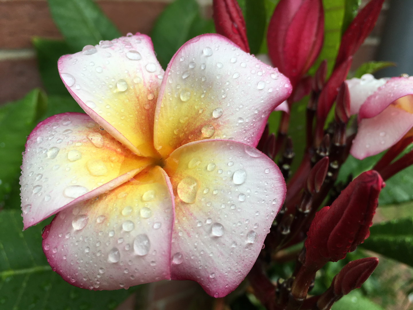 Frangipani in our garden 