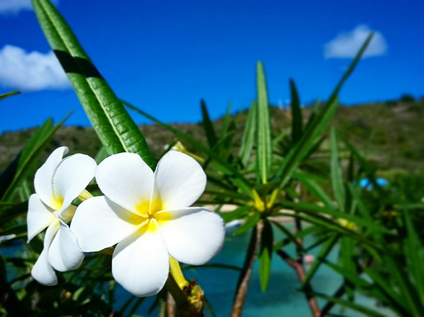 Frangipani in paradise