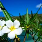 Frangipani in paradise