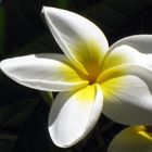 Frangipani-, Jasmin-, Plumeria- bzw. Tempelbaum-Blüte ...