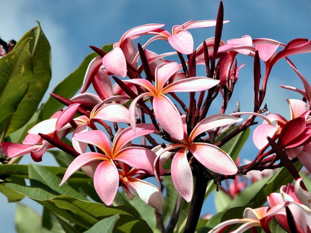 Frangipani - oder auch Tempelblume genannt