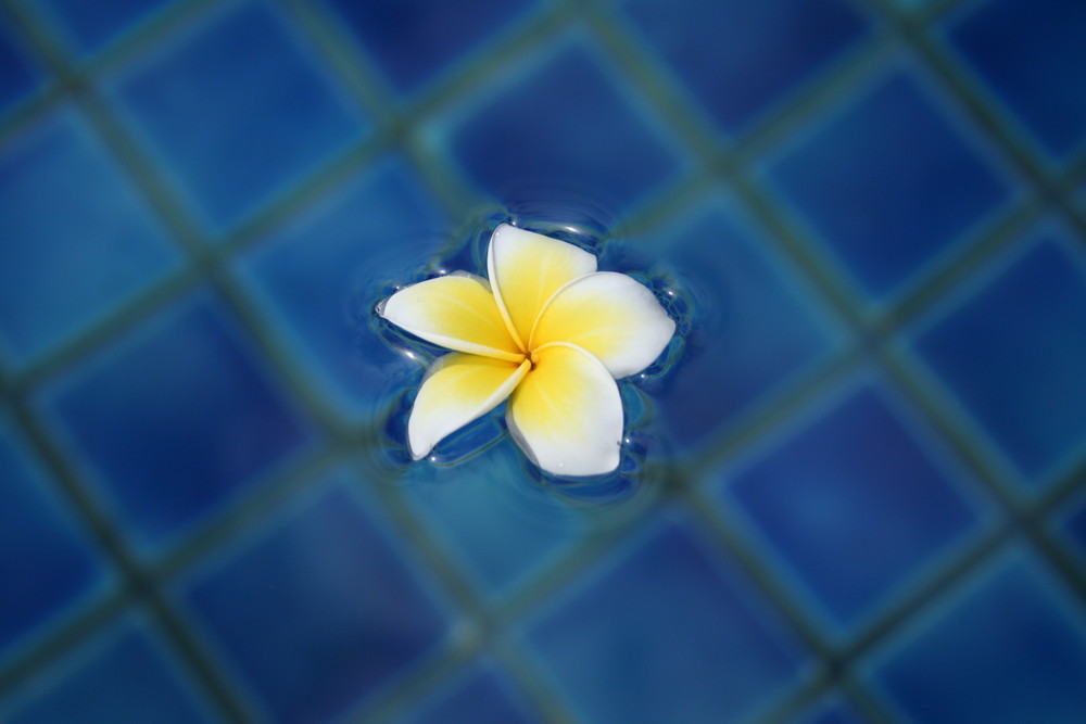 Frangipani oder auf Thai Lilawadee