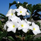 Frangipani, oder Plumeria