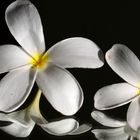 Frangipani or Champa