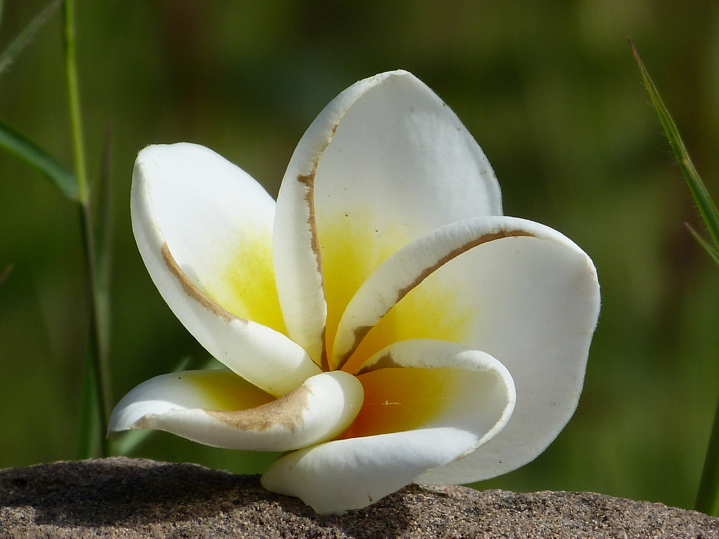 Frangipani Orchidee