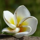 Frangipani Orchidee