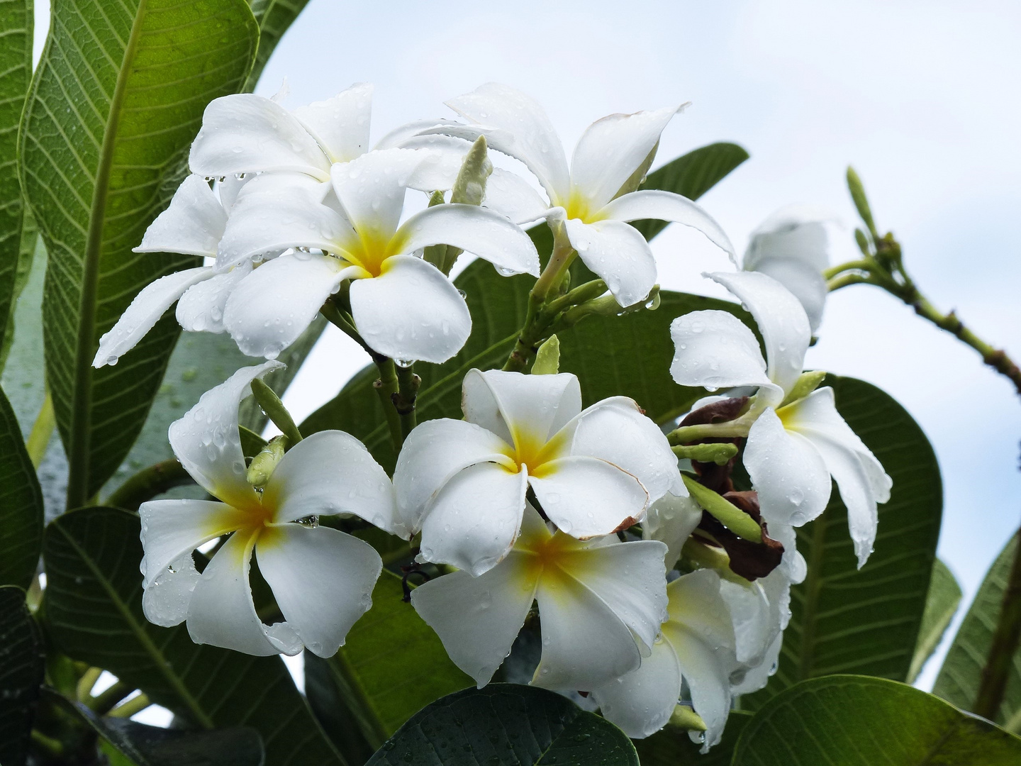 Frangipani (Plumeria) 2