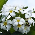 Frangipani (Plumeria) 2