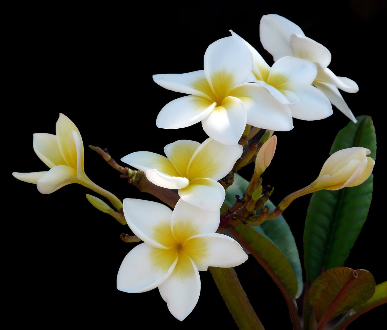 Frangipani (Plumeria)