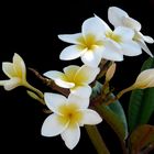 Frangipani (Plumeria)