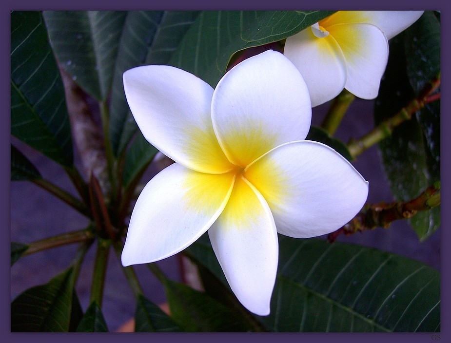 Frangipani (Plumeria Alba und Plumeria rubra)