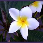 Frangipani (Plumeria Alba und Plumeria rubra)