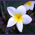 Frangipani (Plumeria Alba und Plumeria rubra)