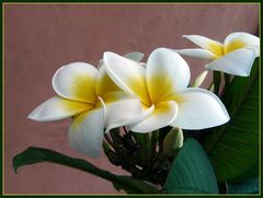 Frangipani (Plumeria)