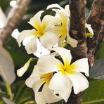 Frangipani (Plumeria)