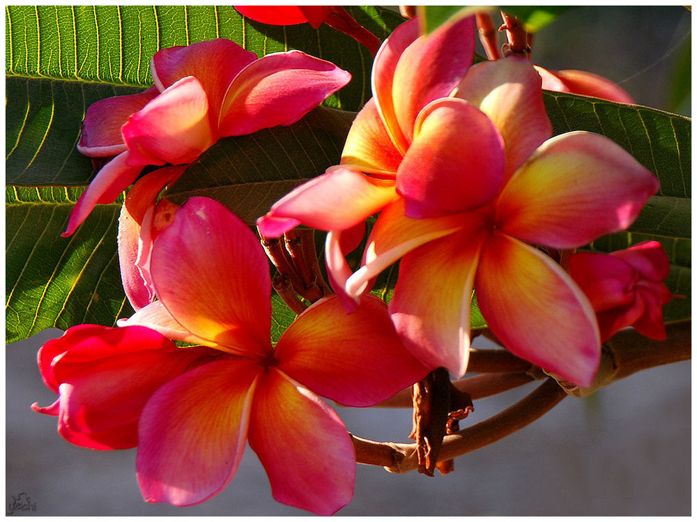 Frangipani - Plumeria