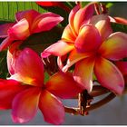 Frangipani - Plumeria