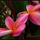 Frangipani (Plumeria) in rot