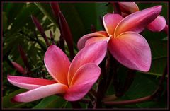 Frangipani (Plumeria) in rot