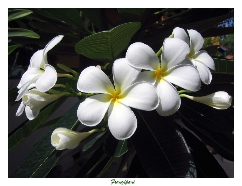 Frangipani - Plumeria obtusa