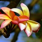 Frangipani (Plumeria rubra) oder auch Tempelblume genannt