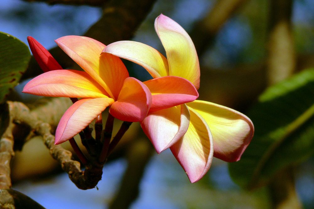 Frangipani (Plumeria rubra) oder auch Tempelblume genannt