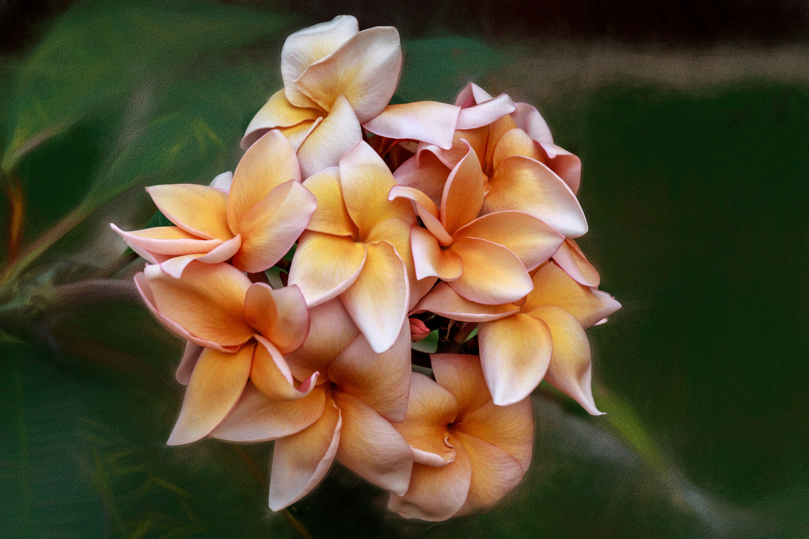 Frangipani / Plumeria / Tempelbaum