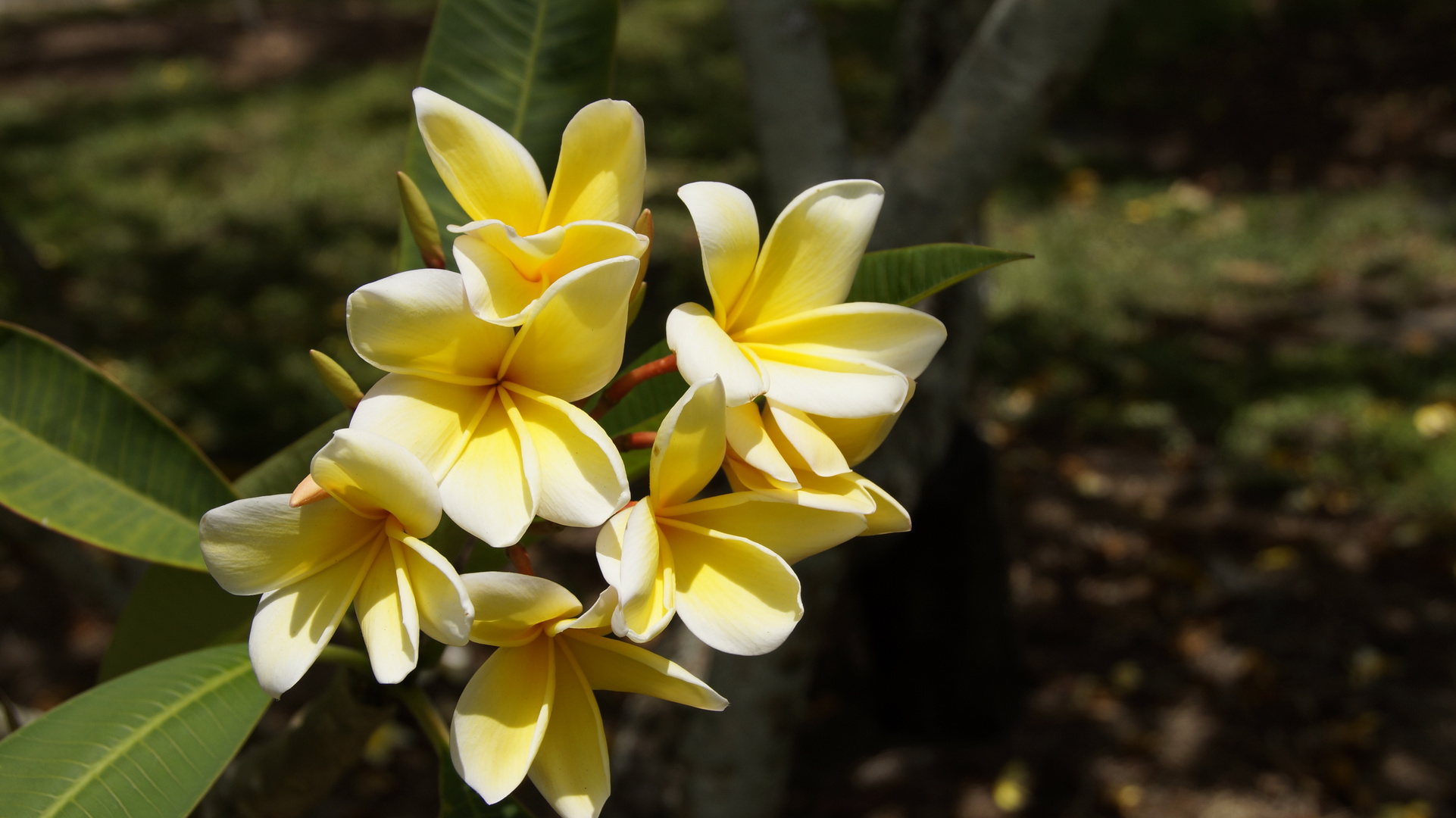 Frangipani Plumeria / Wachsblume