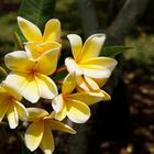 Frangipani Plumeria / Wachsblume