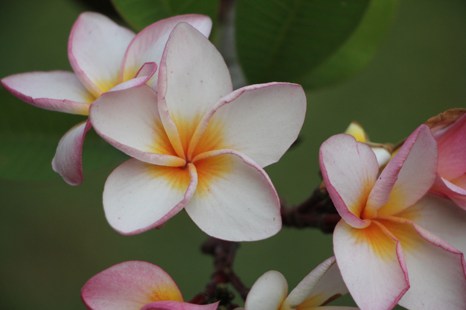 Frangipani rot