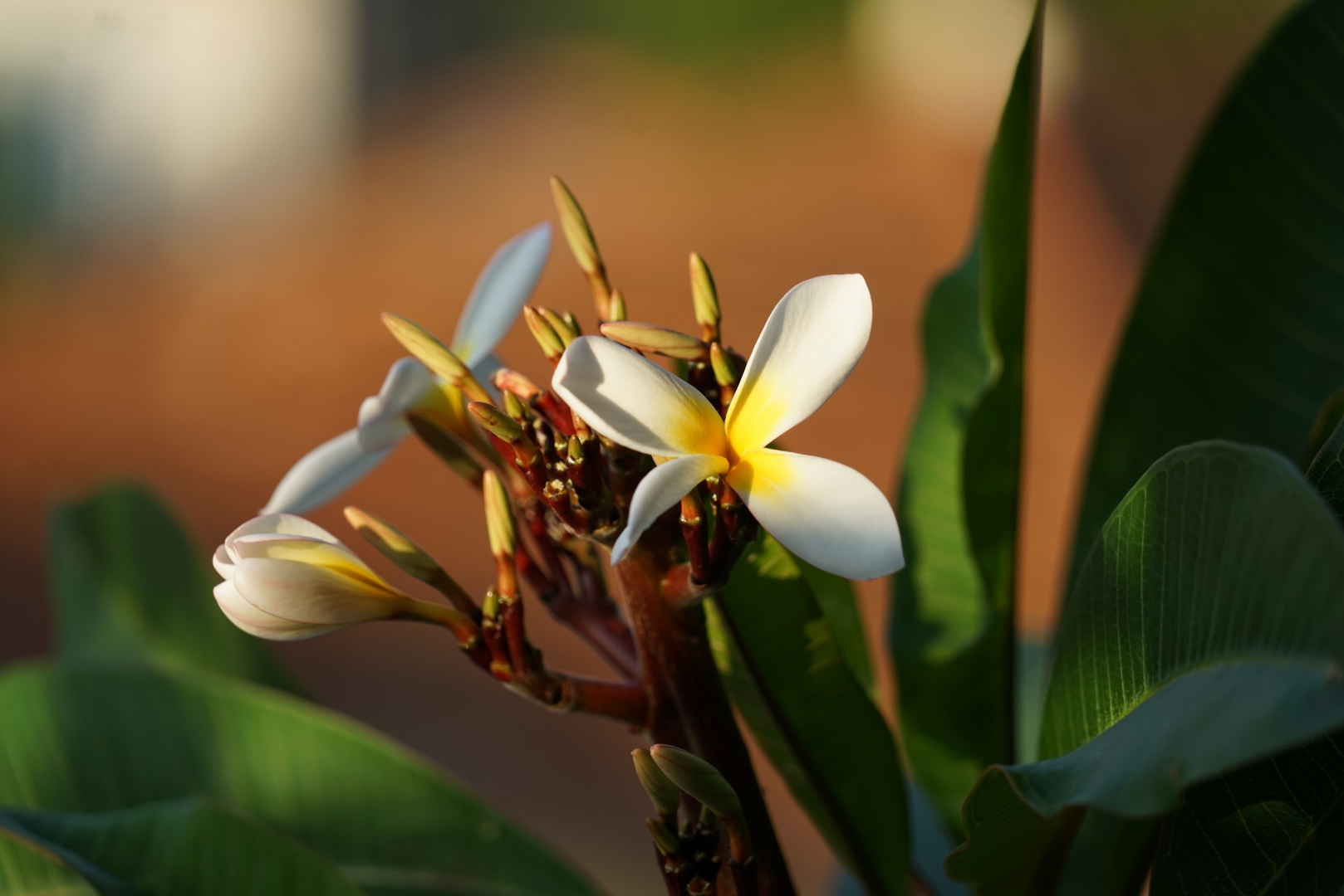 Frangipani sind Aphrodisierend.