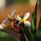 Frangipani sind Aphrodisierend.