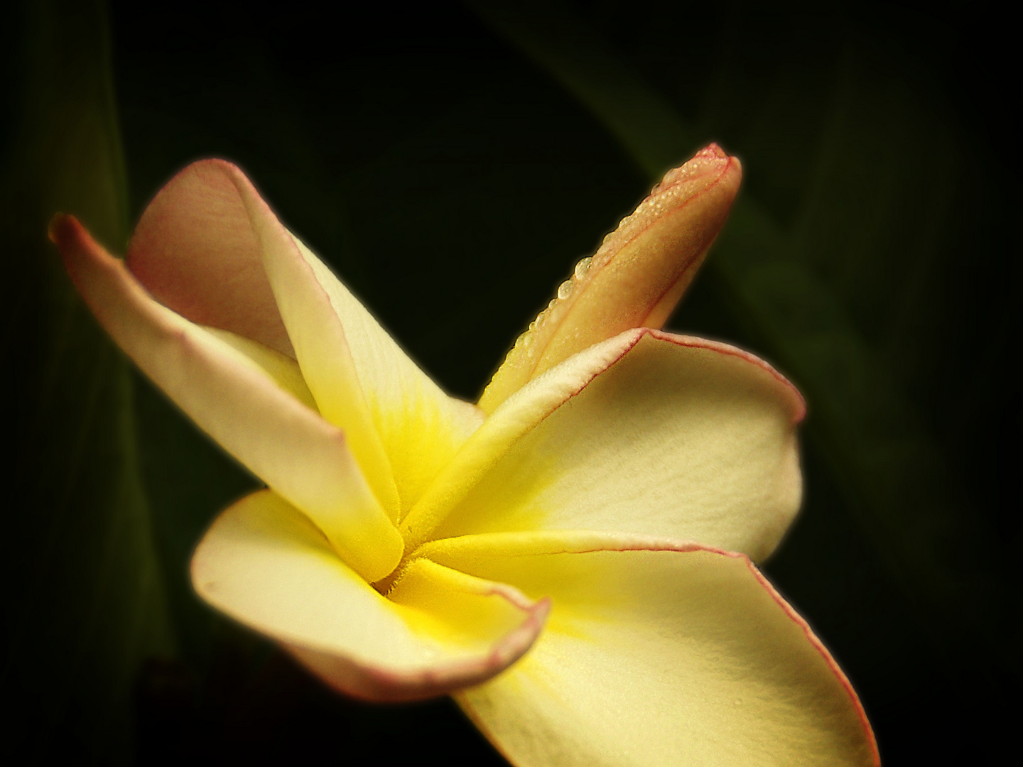 Frangipani  (Sinnliche Blüten 2010)