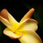 Frangipani  (Sinnliche Blüten 2010)