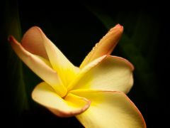 Frangipani  (Sinnliche Blüten 2010)