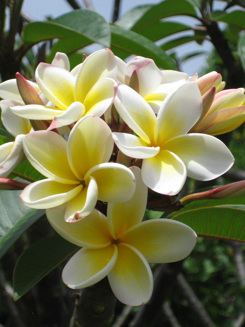 Frangipani-Spider