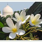 Frangipani Taj