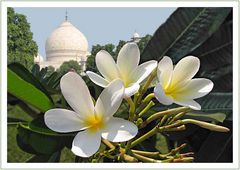 Frangipani Taj