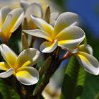 Frangipani-Tempelblume