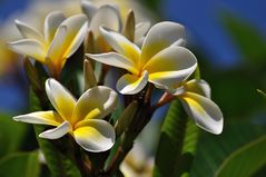 Frangipani-Tempelblume