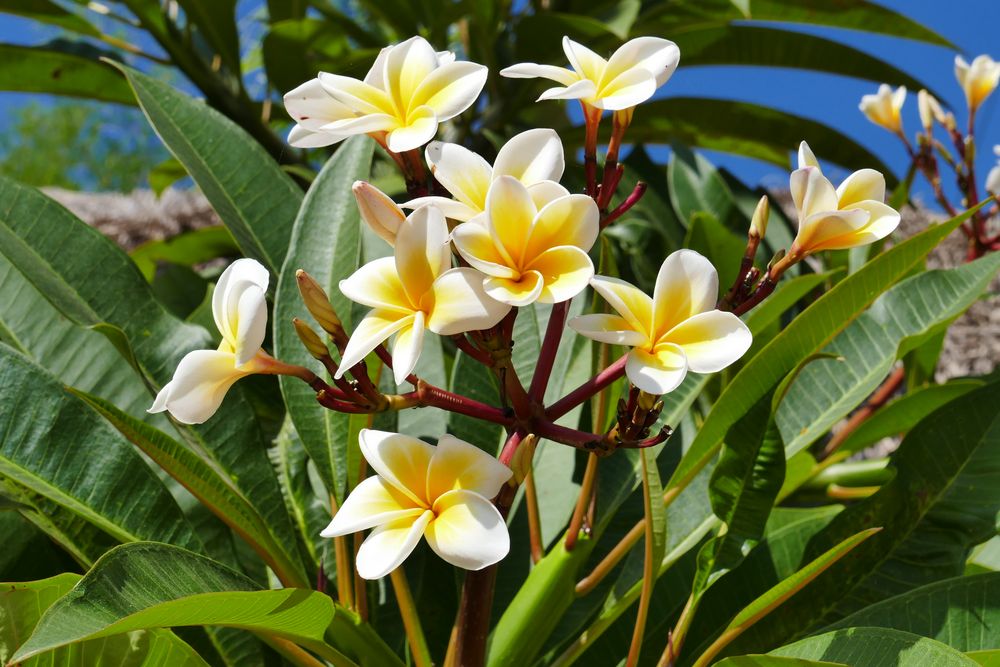 ...Frangipani zum Geburtstag...